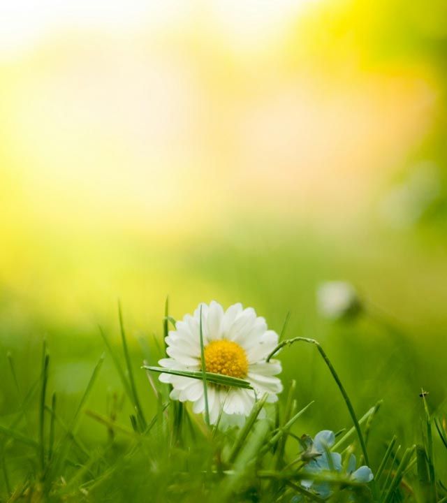 Blomma